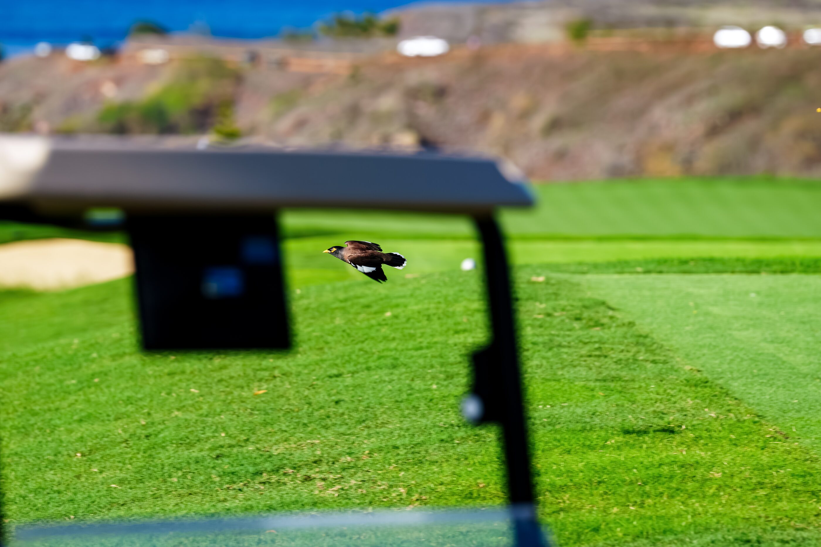 A small bird pausing beside a golf cart