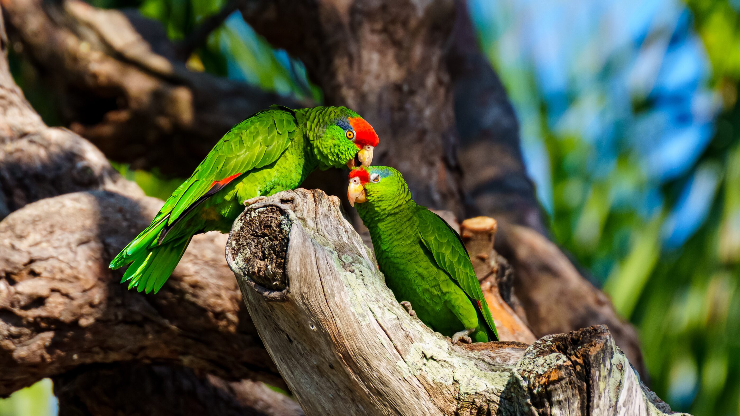 A pair of bright green parrots sharing a branch