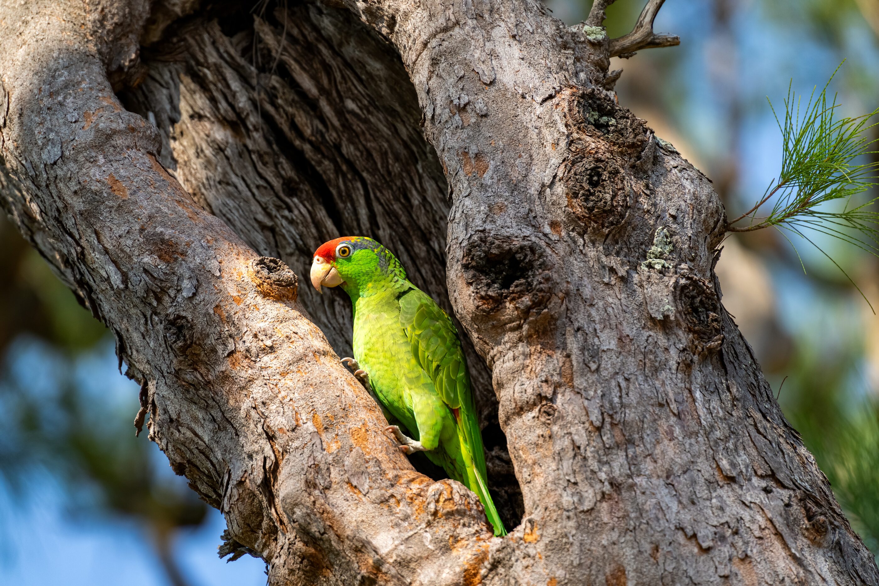 A green parrot peering from the hollow of a tree
