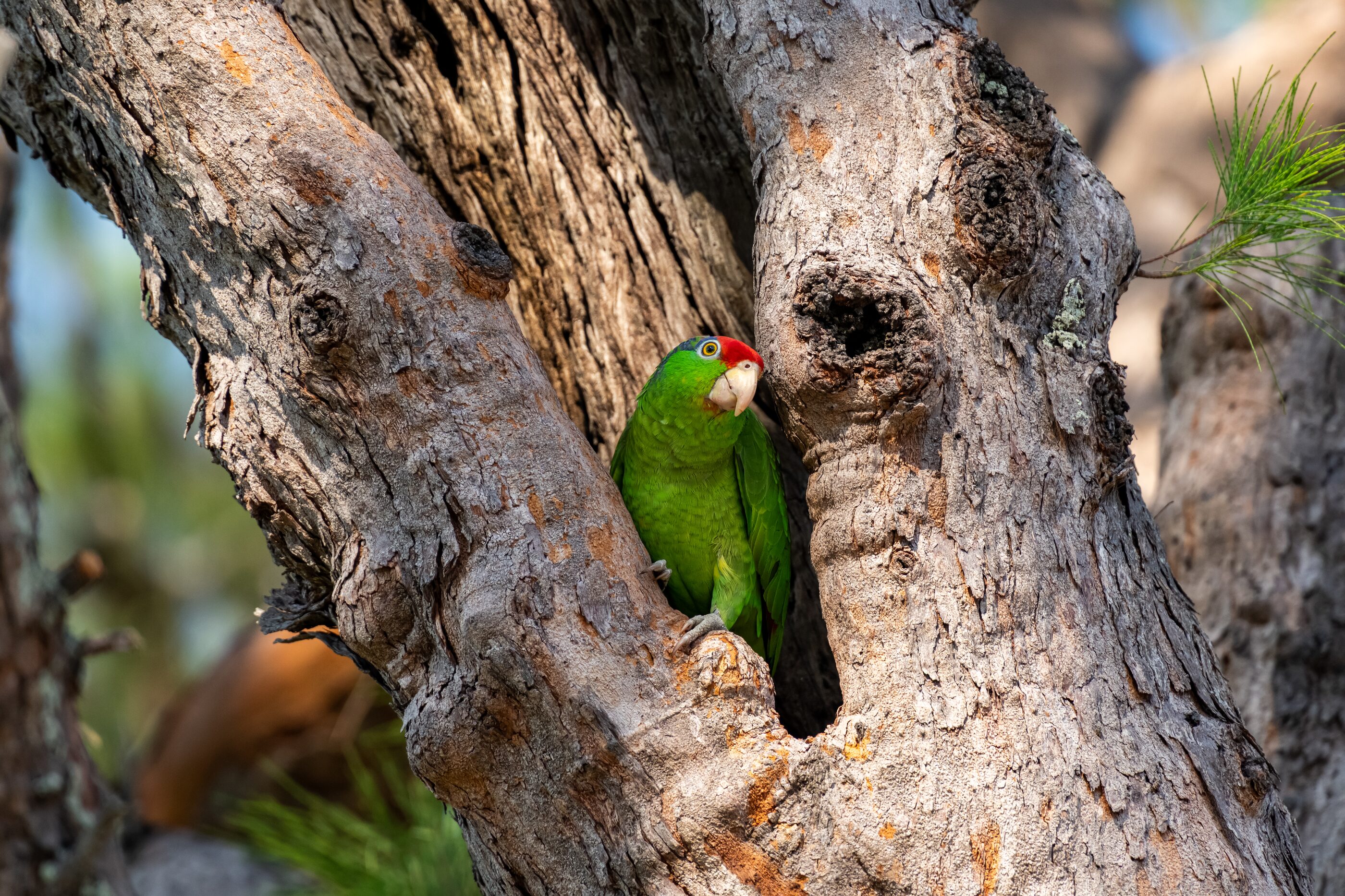A green parrot balanced high in a leafy tree