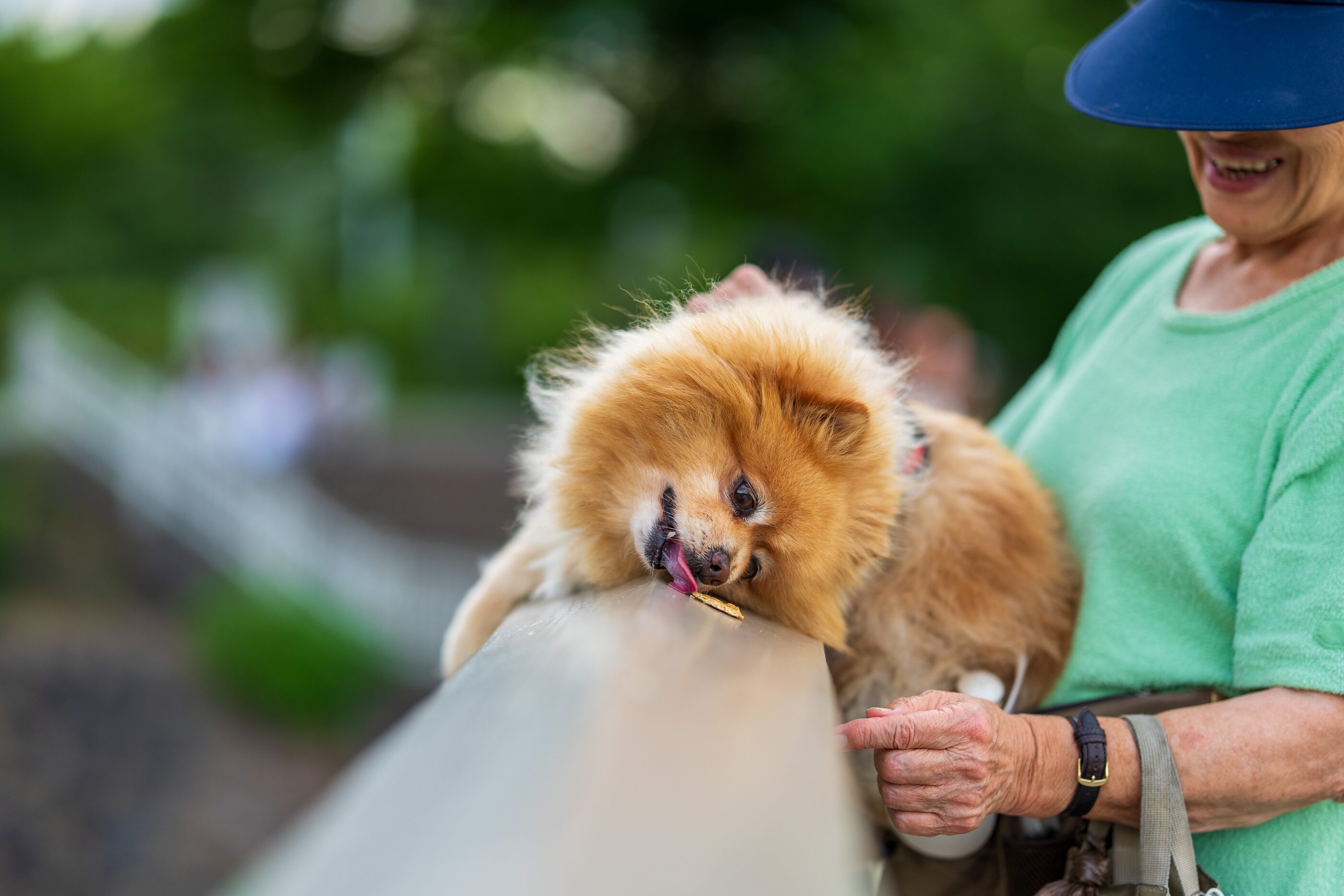 Dogs waiting together at an outdoor gathering
