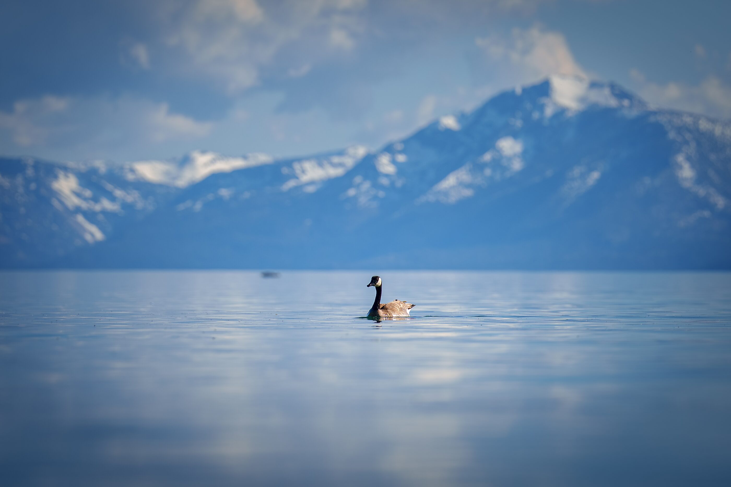 A lone paddleboarder crossing a calm mountain lake