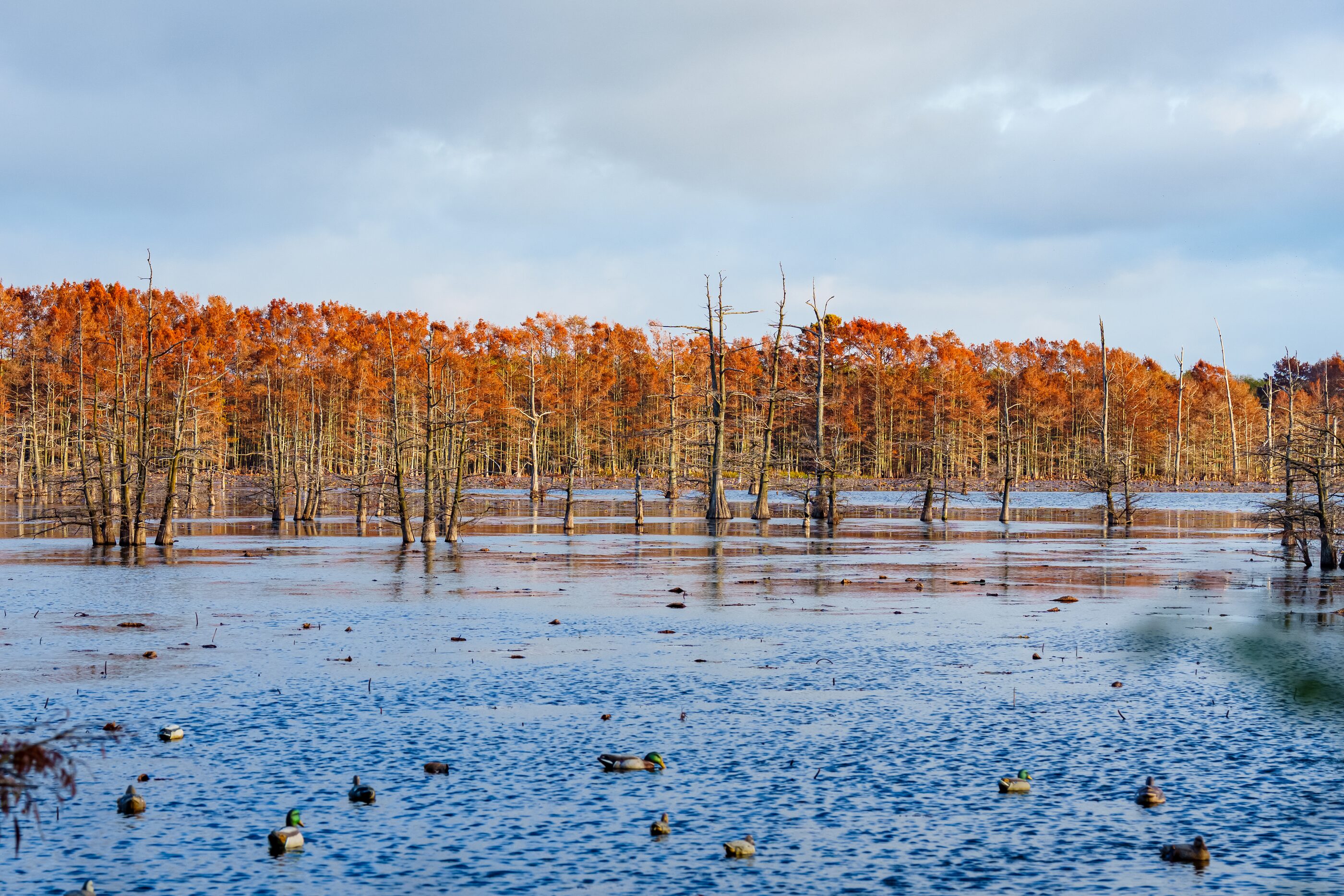 Early snow settling across a wetland framed by autumn trees