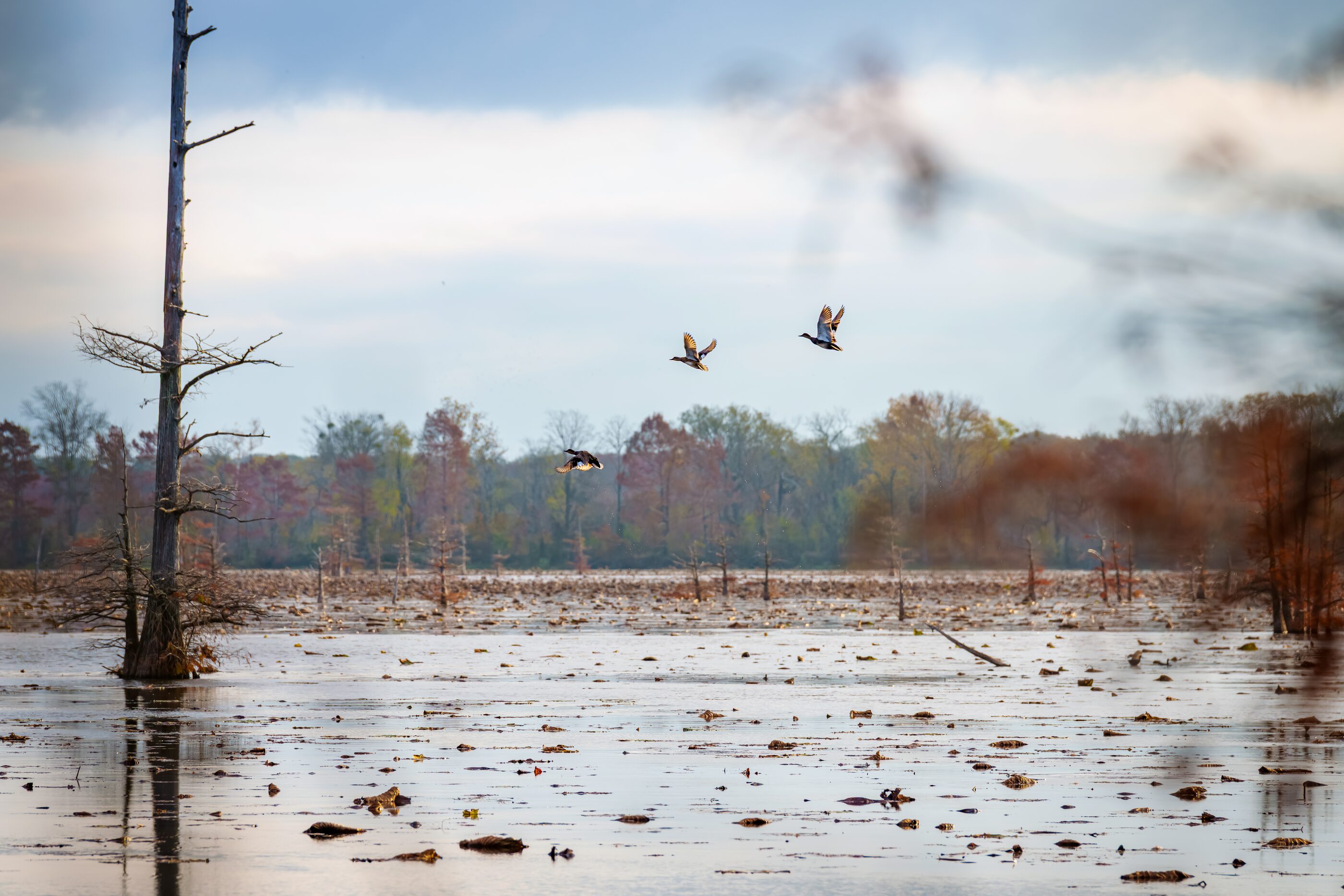 A flock of birds flying low over a broad wetland