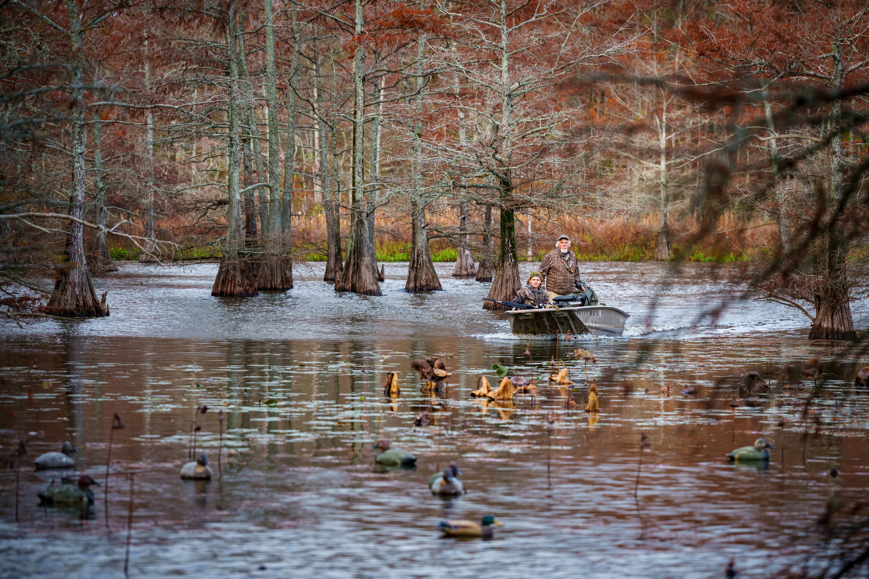 Cypress trees and waterfowl in a still southern swamp