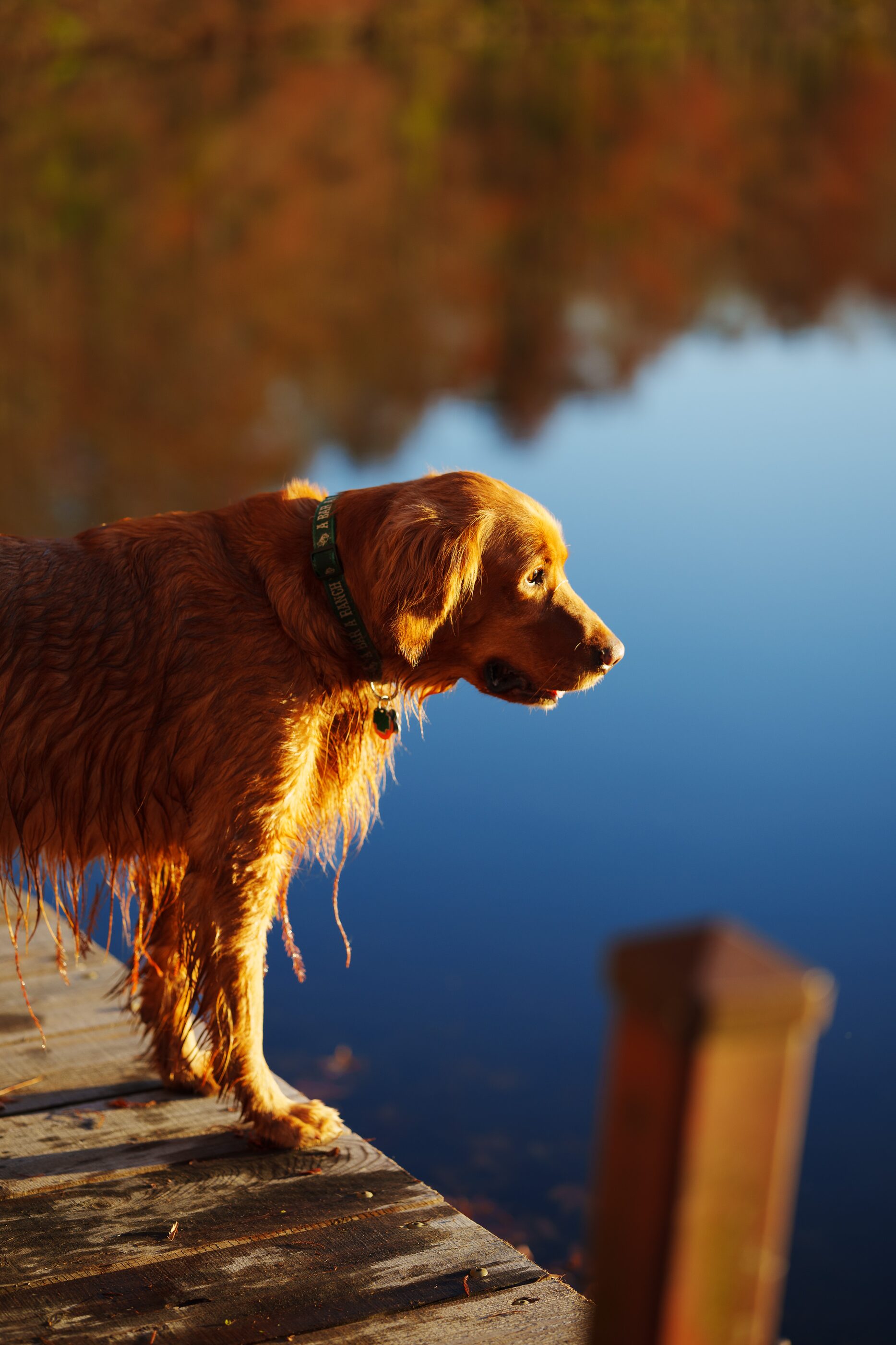 A brown dog looking toward the camera in soft light