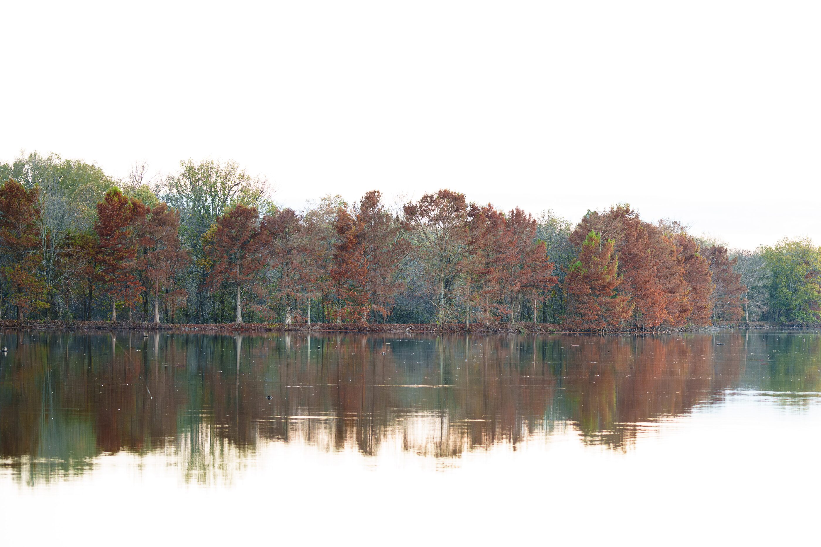 A quiet lake beneath a line of autumn trees