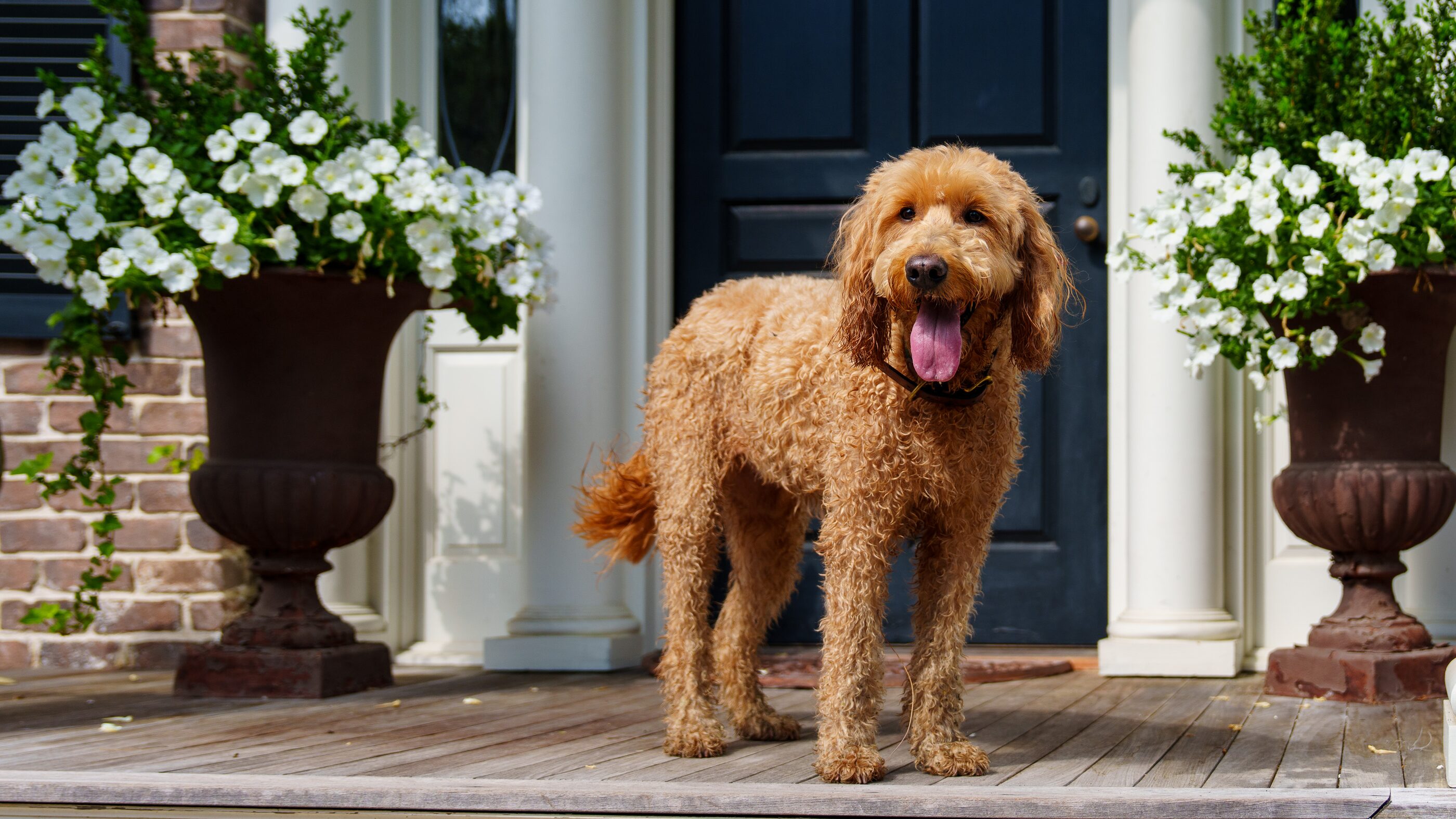 A dog resting on a shaded wooden porch