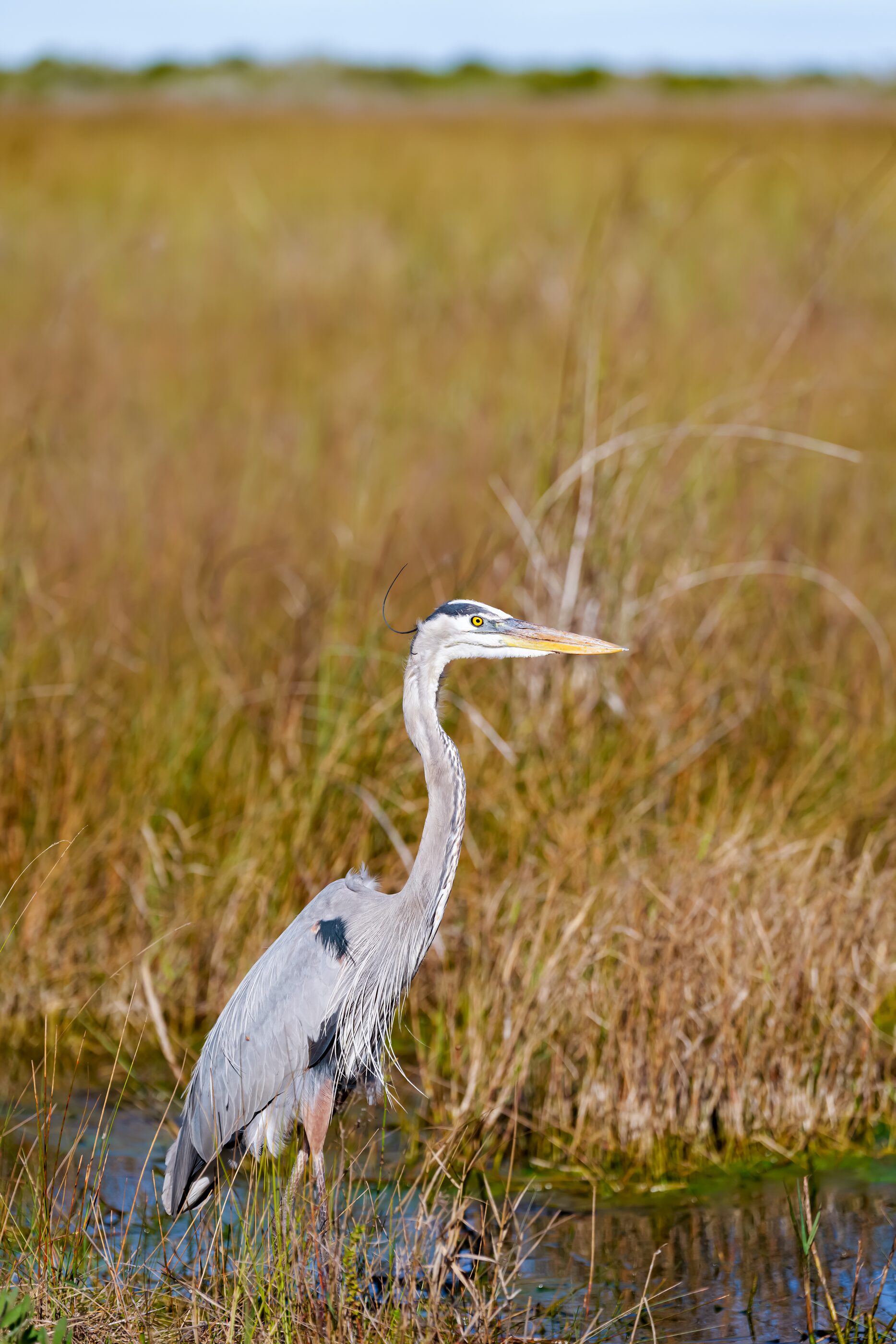A great blue heron poised among tall marsh grasses