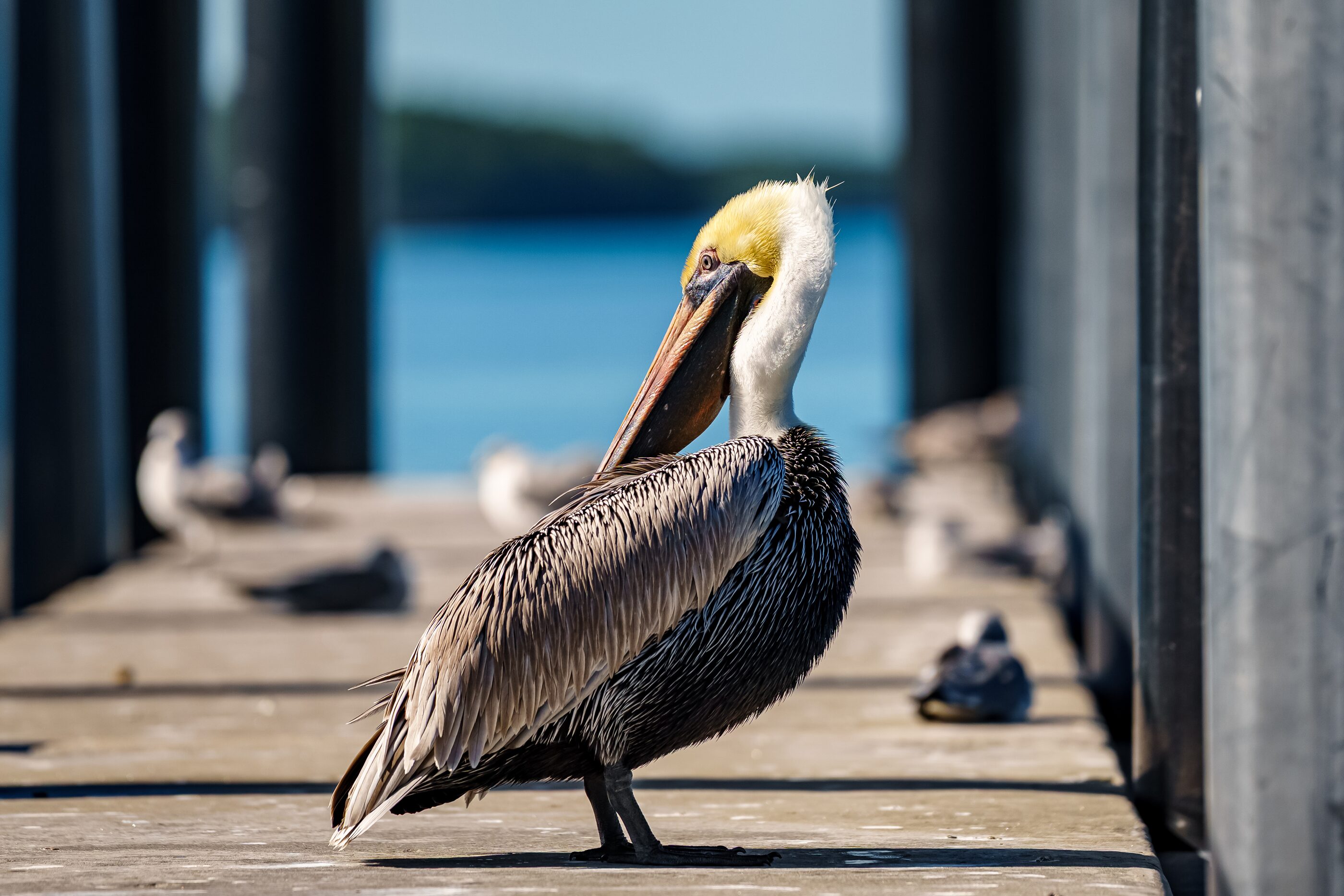 A brown pelican balanced on a weathered dock