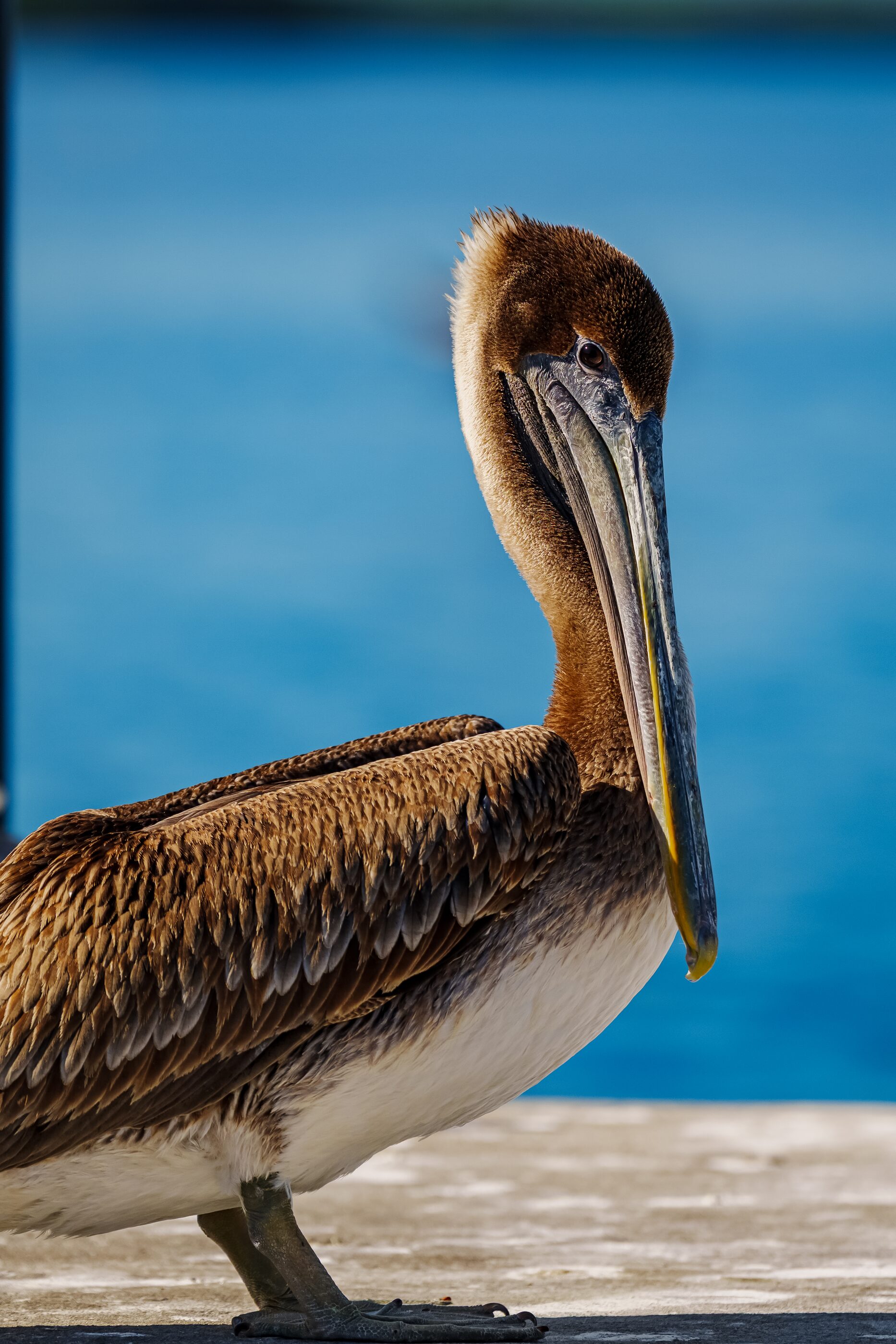 A close vertical portrait of a brown pelican