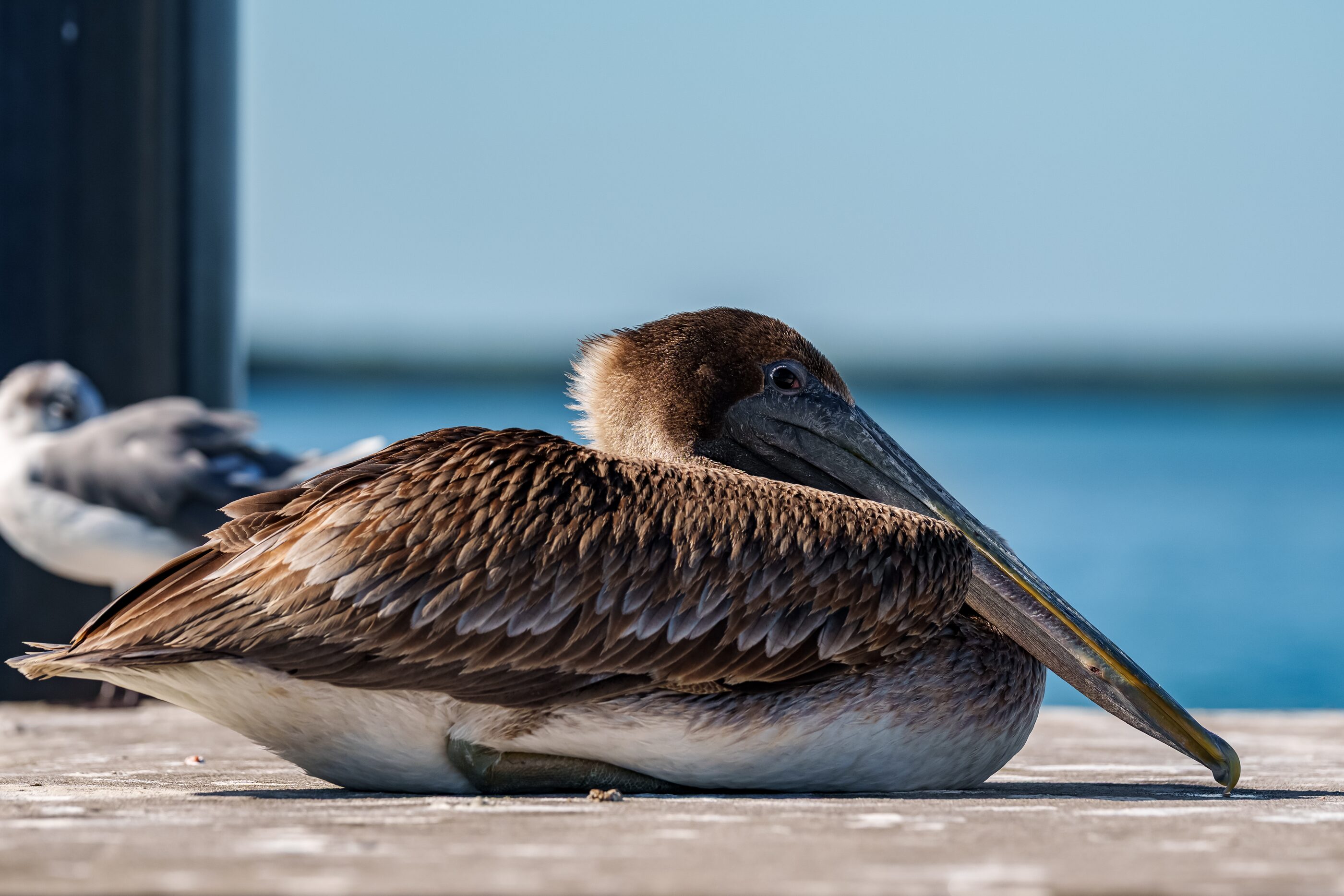 A resting pelican tucked into its feathers