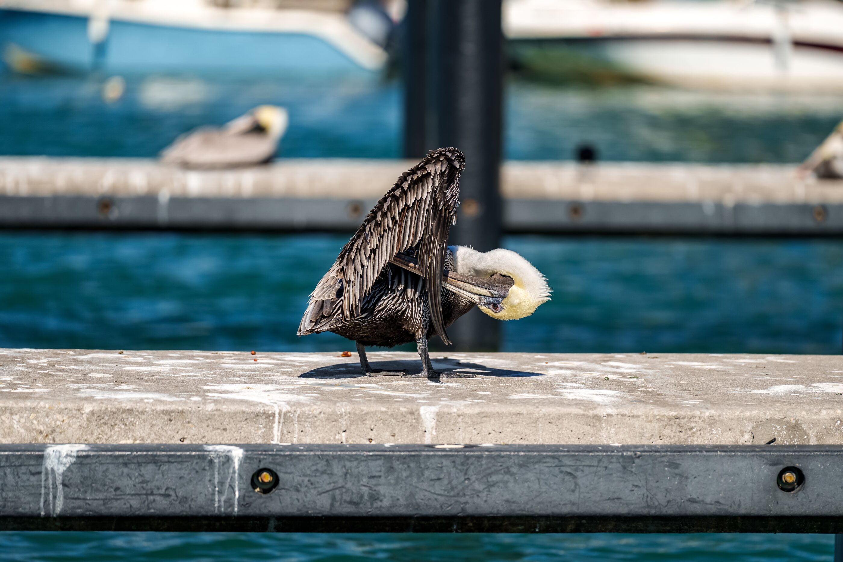 Two shorebirds standing together on a wooden dock
