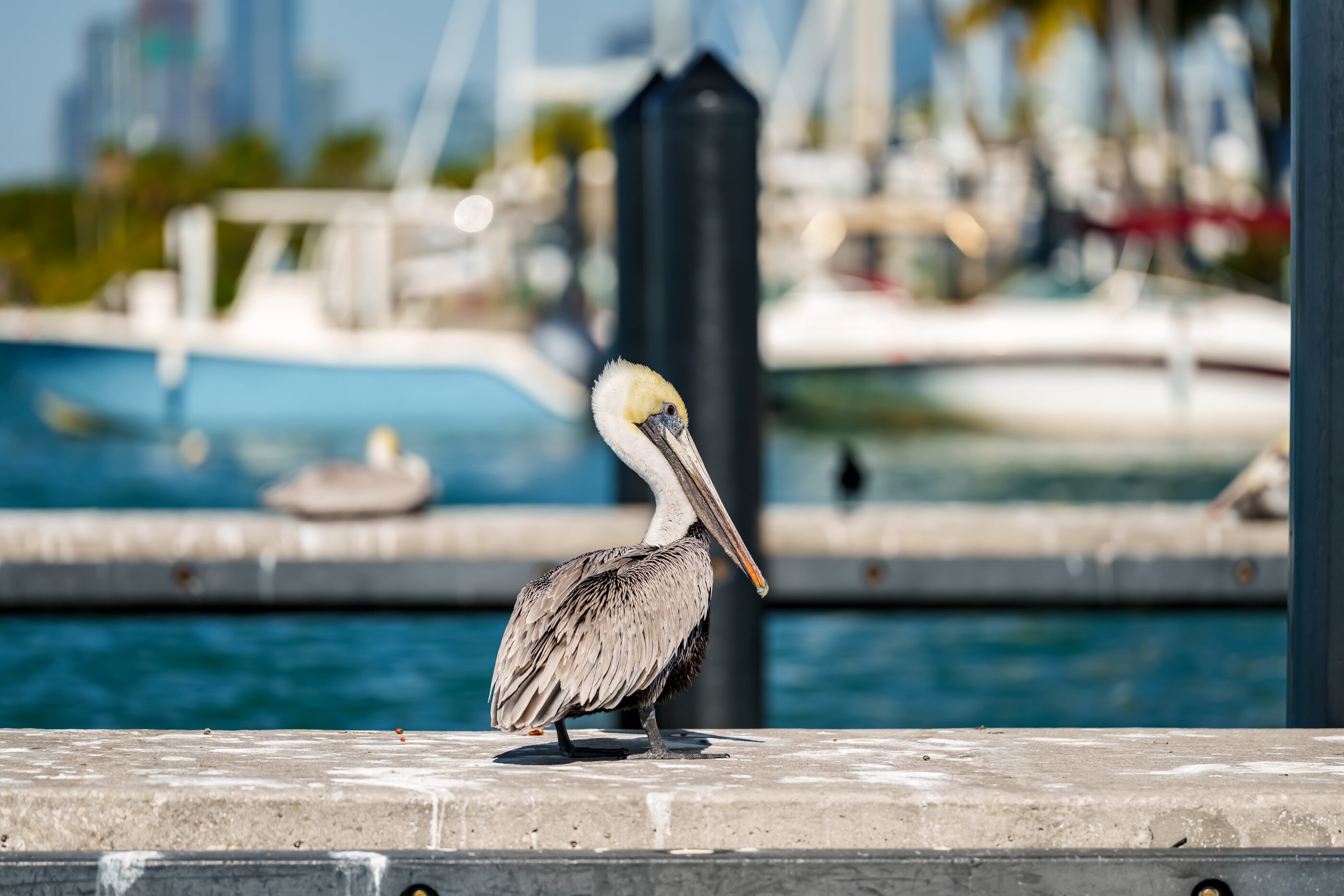 A brown pelican watching the water from a dock